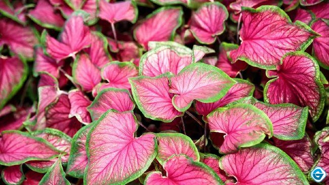 Caladium, Tanaman Hias yang Lagi Naik Daun