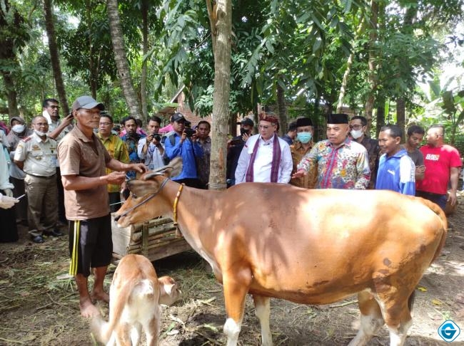 Wamentan RI Tinjau Kelompok Ternak Sapi Embun Pupuh di Lombok Barat