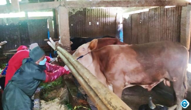 Di Kabupaten Batang 6 Sapi Dan 2 Kambing Positif Terjangkit PMK 