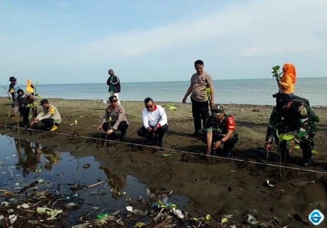 Polsek Cepiring Bersama TNI dan Warga Tanam 1 400 Bibit Mangrove Di Pesisir Pantai Margorejo