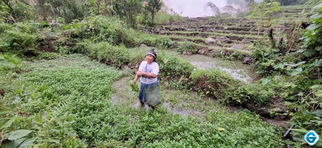 Masyarakat Rasakan Manfaat Kehadiran PLTP Ulumbu, Pertanian dan Sumber Air Tetap Terjaga