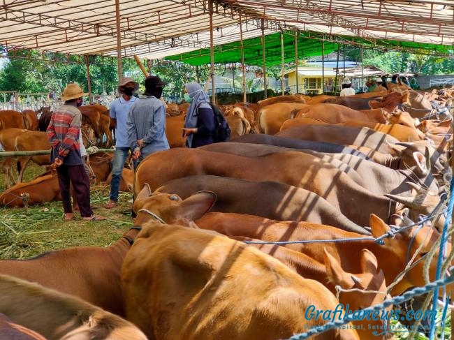 Begitu Sumringah, Peternak NTB Dapat Bantuan Ternak dari Pemerintah dan Pemprov NTB