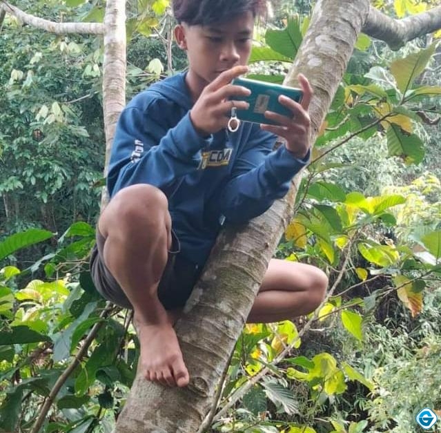 Miris! Siswa SMP ini Nekat Panjat Pohon Demi Mencari Sinyal Internet, Ini Kata Pendamping Desa Emil Baru