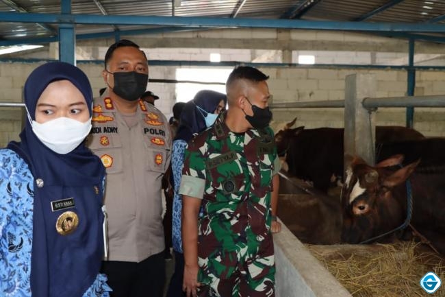 Cegah Wabah PMK Kapolres Demak Bersama Forkopimda Terus Lakukan Pengawasan Ternak Sapi