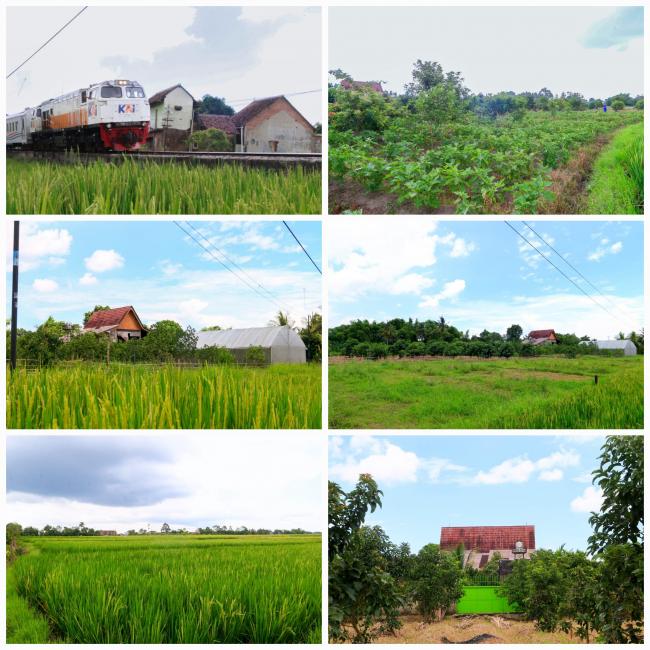 Penasehat Ahli Kapolri Sempatkan Petik Melon Di Green House Boy Farm Kebalen Lor