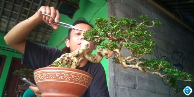 Kreatif Nih! Intip Cerita Sukses Bisnis Bonsai di Masa Pandemi