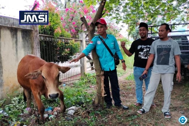 Pemotongan Hewan Kurban, JMSI Inhu Sembelih 1 Sapi 2 Kambing
