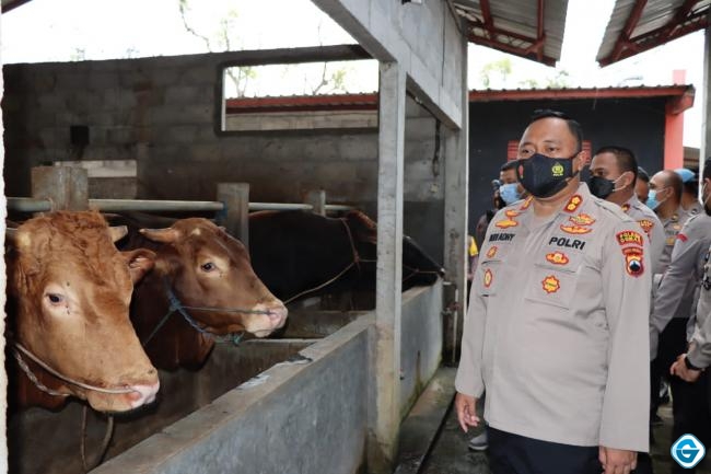 Cegah Penyebaran Wabah PMK, Kapolres Demak Blusukan Ke Kandang Ternak Warga