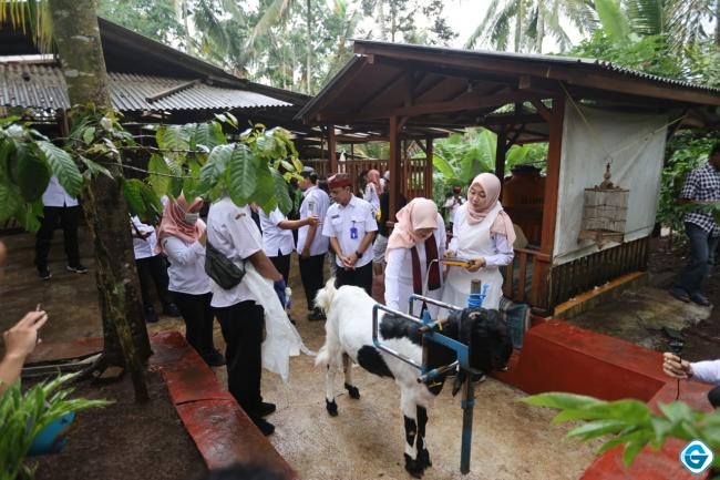 Anto Sukses Berdayakan Warga Desa Melalui Ternak Kambing Perah