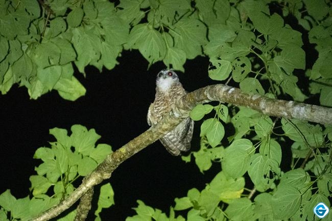 Kisah Si Burung Pungguk dan Pohon Peneduh